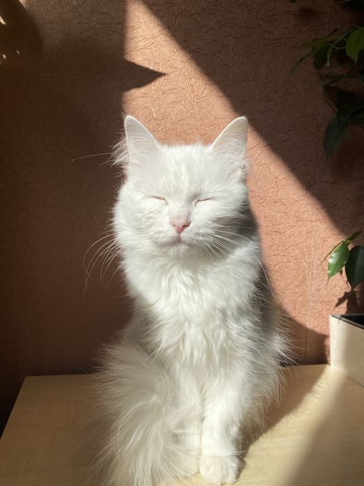 Ищем кота для невесты