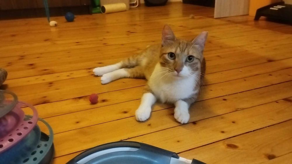 Кюфтенце търси дом