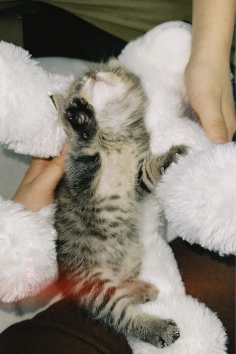 Маленький котёнок