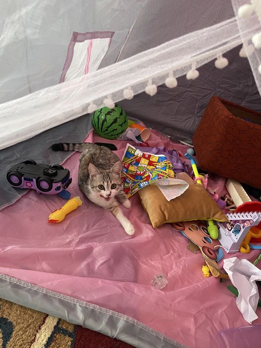 Отдам Котенка