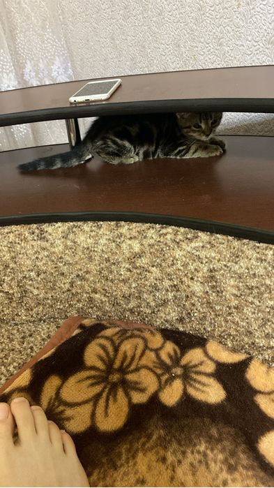 Вислоухая кошечка