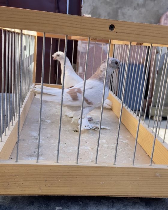 Голуби сирень, тасманка.