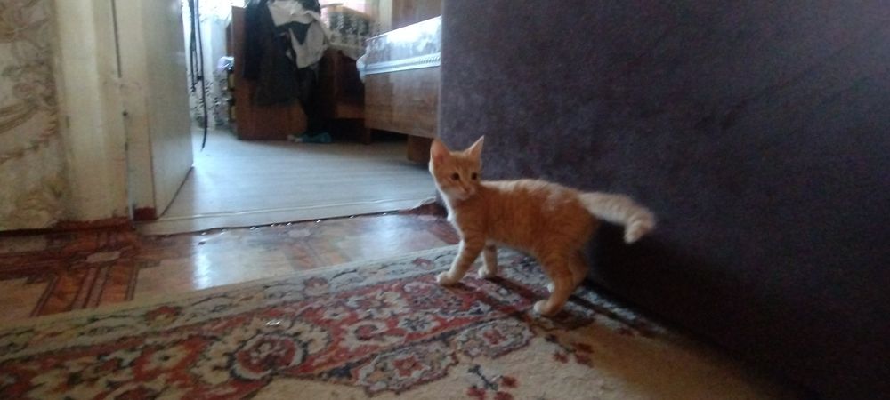 Котёнок в доброе руки