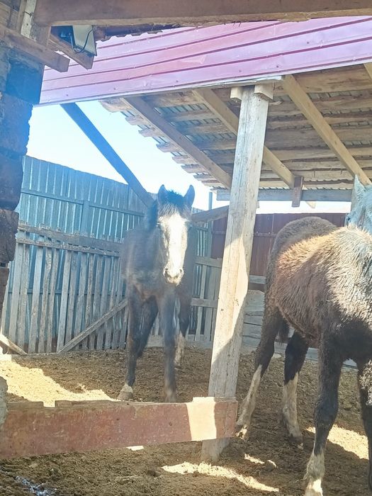 Продам коней ...