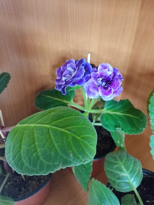 Продам цветы глоксиния