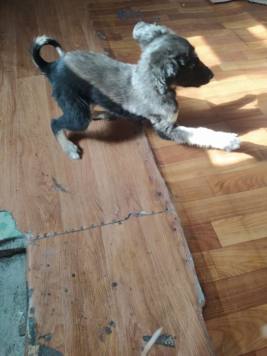 Продам щенка тазы девочка.