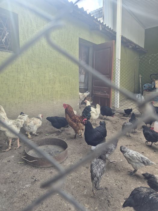 Тауыктар                      жас