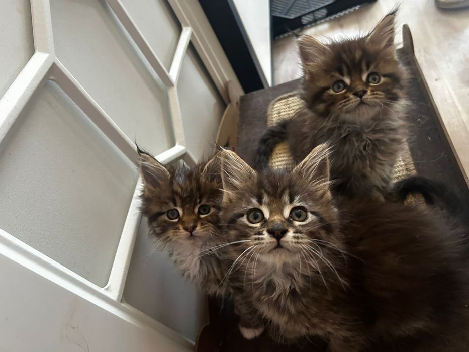 Мейкуны продаются