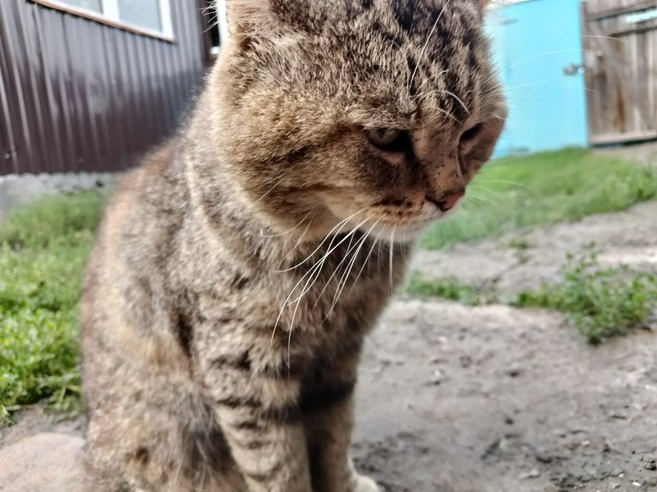 голодный котик в руки(