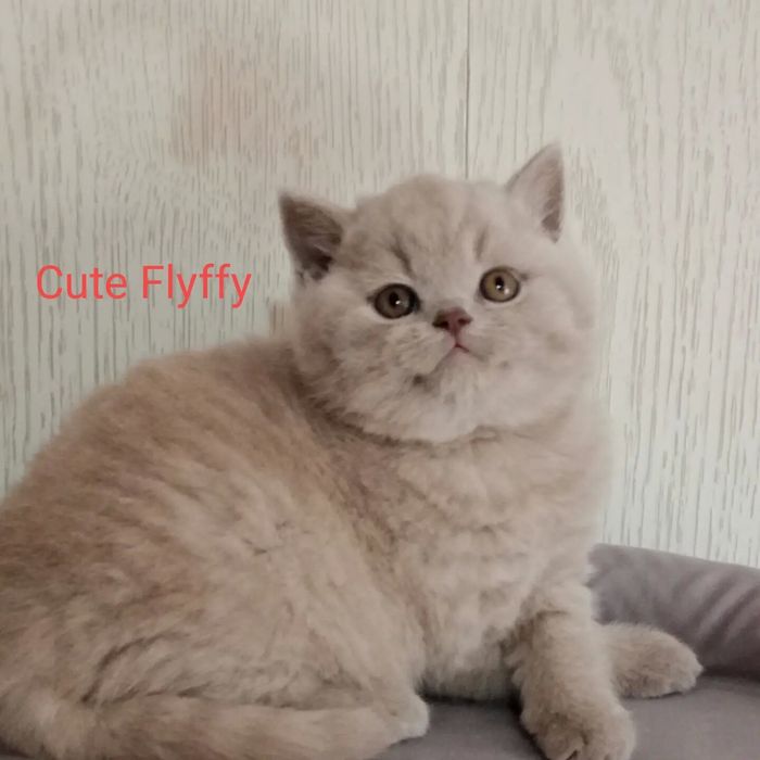 Мур мур бриташки! Голубые и лиловые окрасы