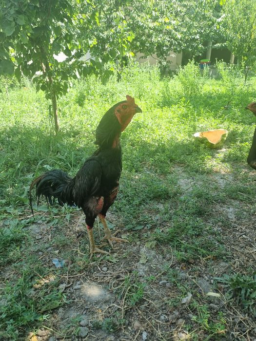 Дакан хуроз сотилади самарканд