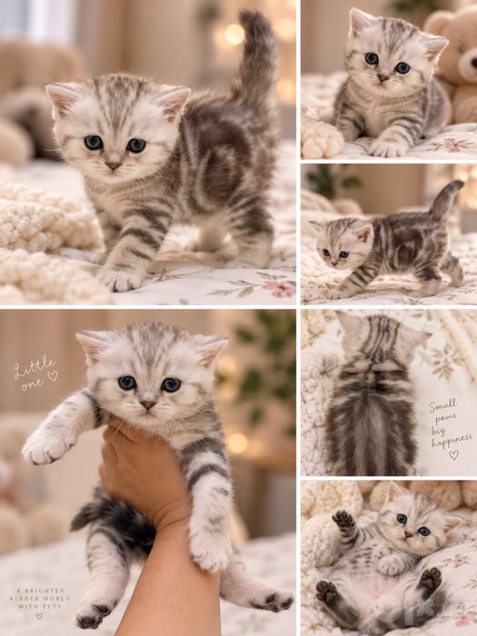 Шикарная котенок Скотиш Страйт