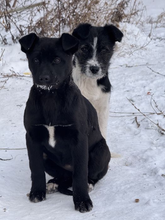 Отдам щенков в добрые руки