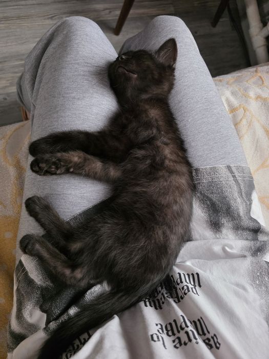 Отдам кота, домашняя версия