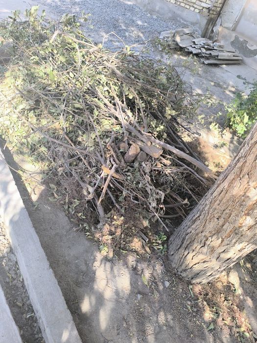 Utin sotiladi hovlidagi mevali daraxtniki