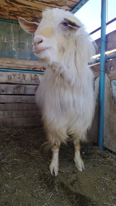 Теке,порода жақсы