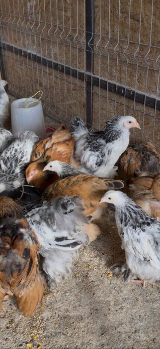 Vând pui de găini rasă Brahma, în vârstă de 2 luni jumătate, vaccinați conform vârstei, crescuți la sol