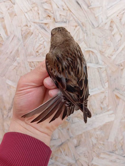 Продам птицу певчую