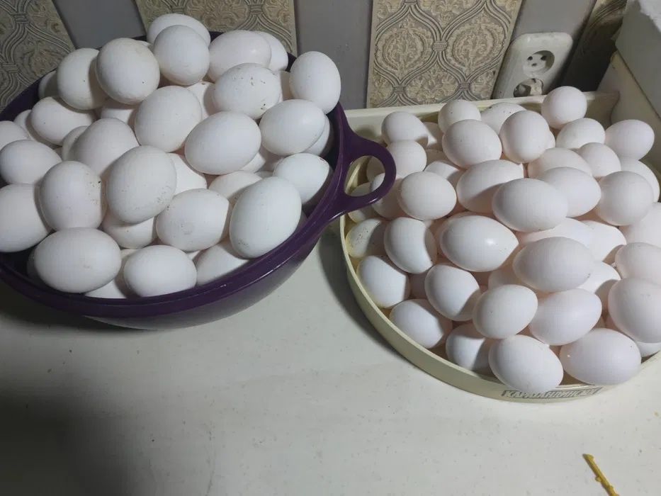 Несушки Молодые Хайсекс