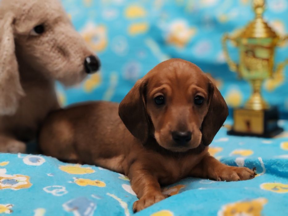 Щенки таксы стандартной с документами