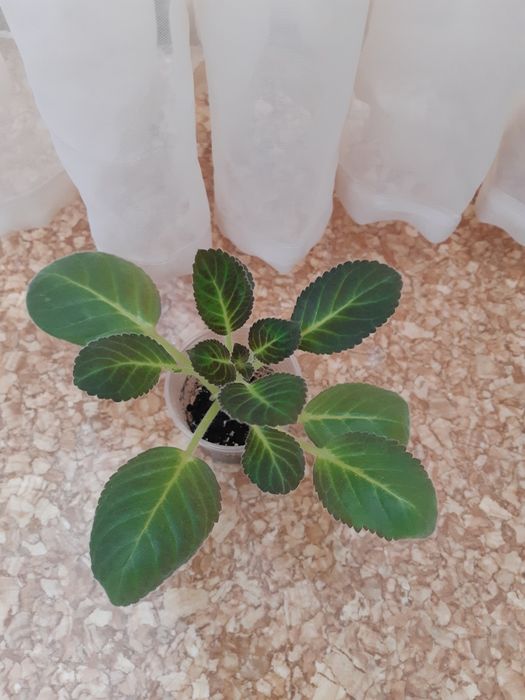 Глоксиния детка сортовая