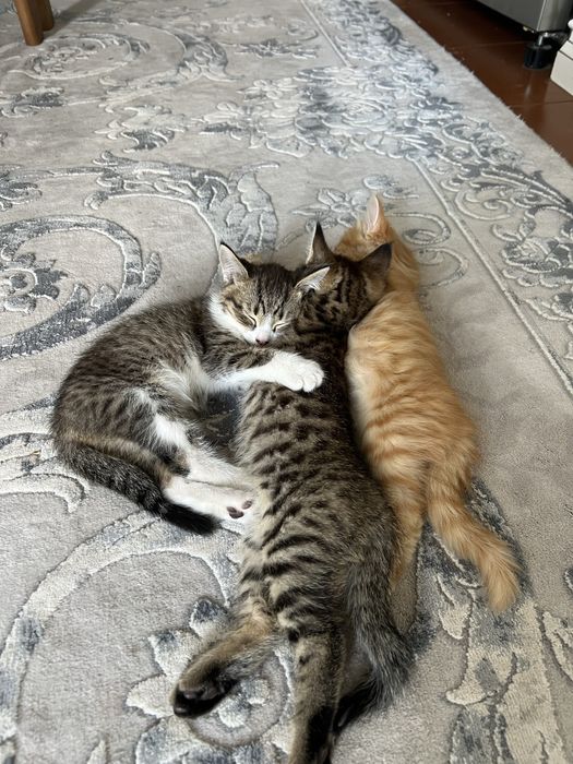 Домашние котята 3 месяца, отдам в хорошие руки