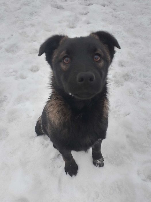 щенок в добрые руки