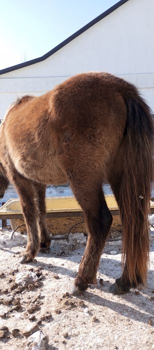 Продам тай ургашы.