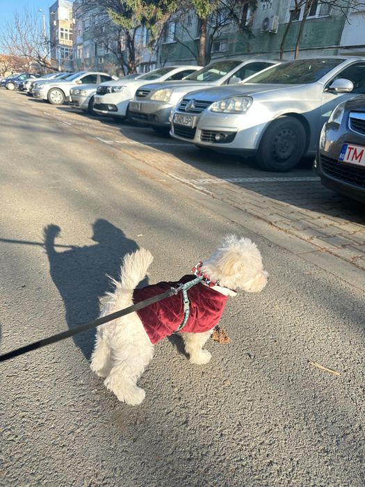 Vănd hăinuțe de căței