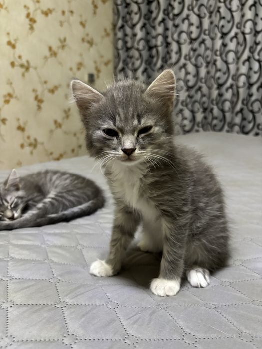 котяткииии только в ДОБРЫЕ РУКИ!