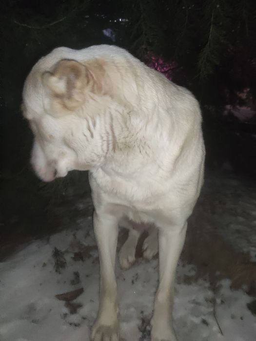 Срочно сатылады келісім бар