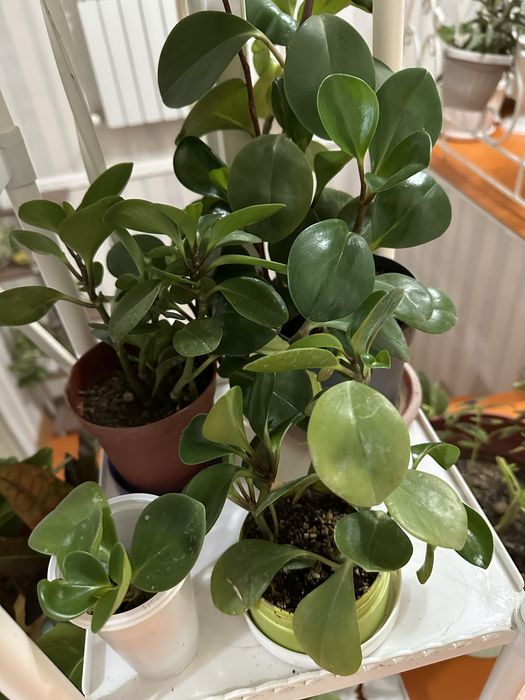 Үй гүлдері сатылады