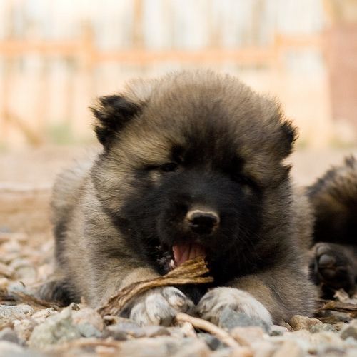 Vand pui Ciobanesc Caucazian - masculi/femele, 8 săptămâni