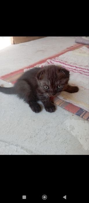 Продаю породистых котят вислоухая порода