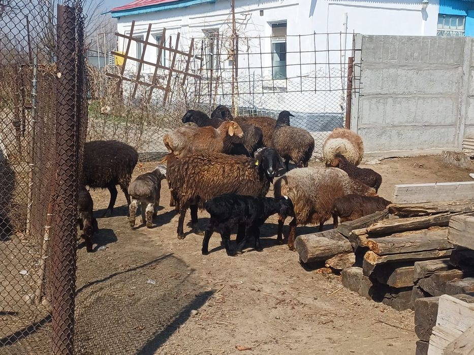 Қозлы қойлар сатылады