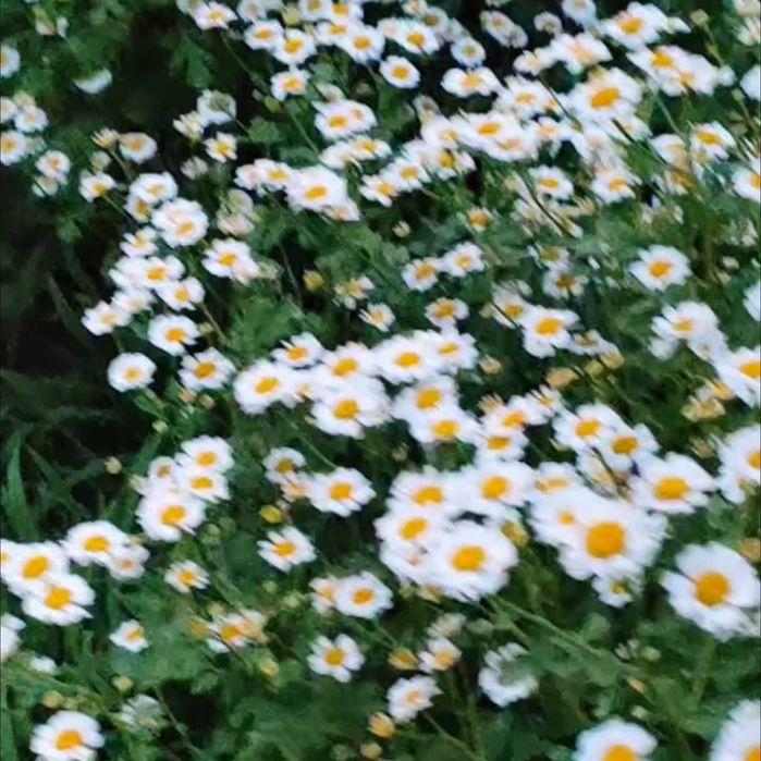 Ромашки. Букеты ромашек. Суперстойкие