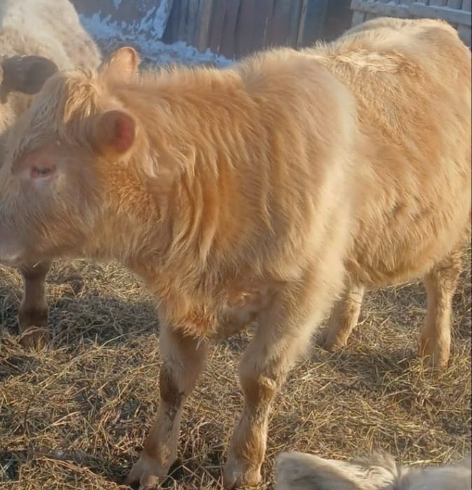 Продам бычков аулиеколь помесь