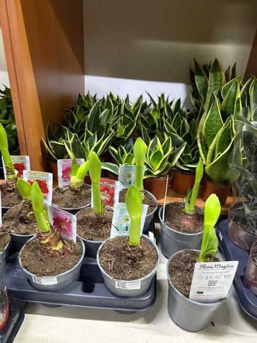 Растения недорогие