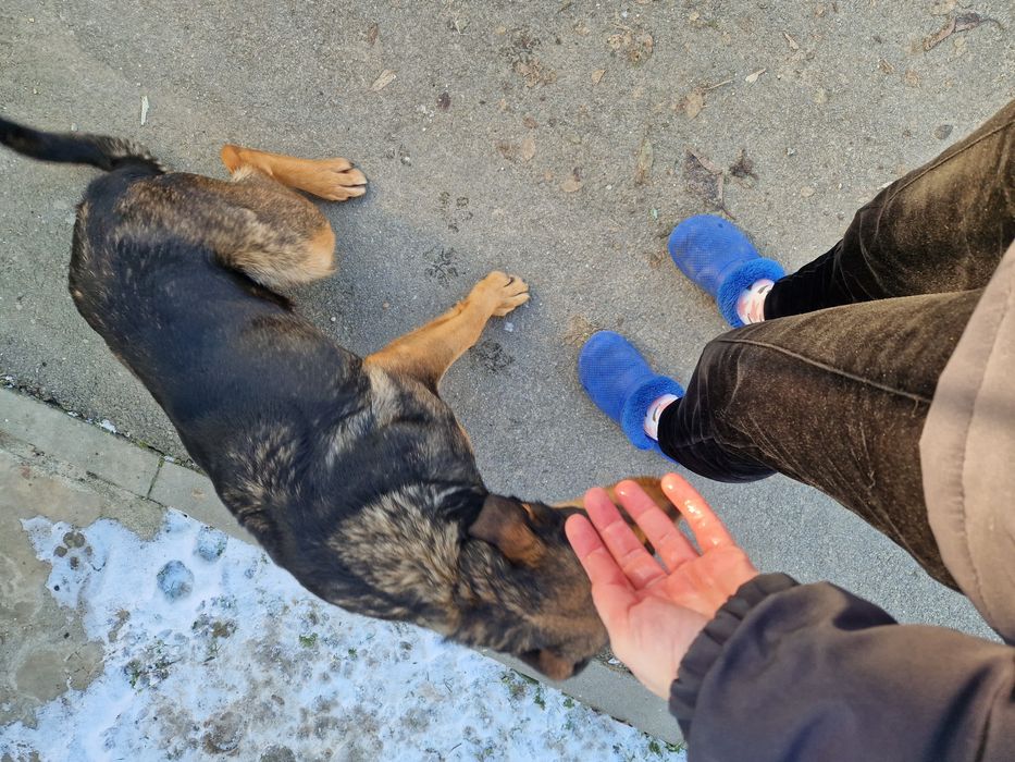 Adoptie caine catel bland si jucaus