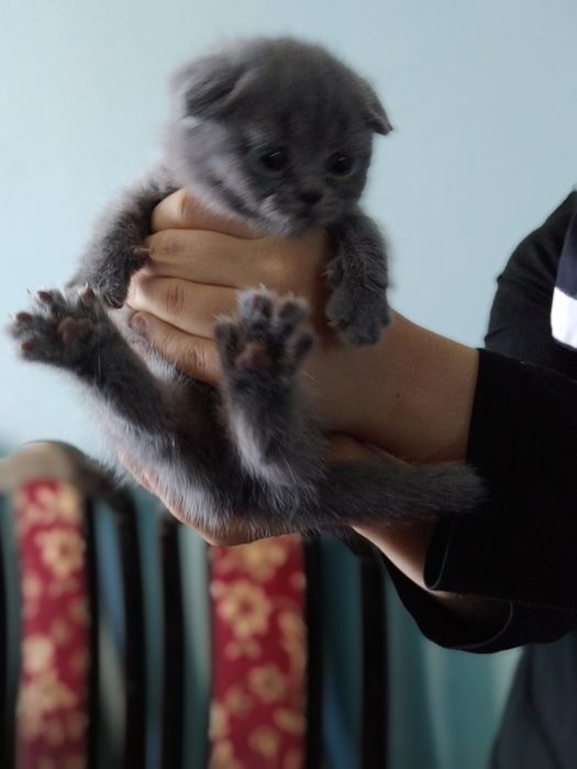 Чистокровные котята