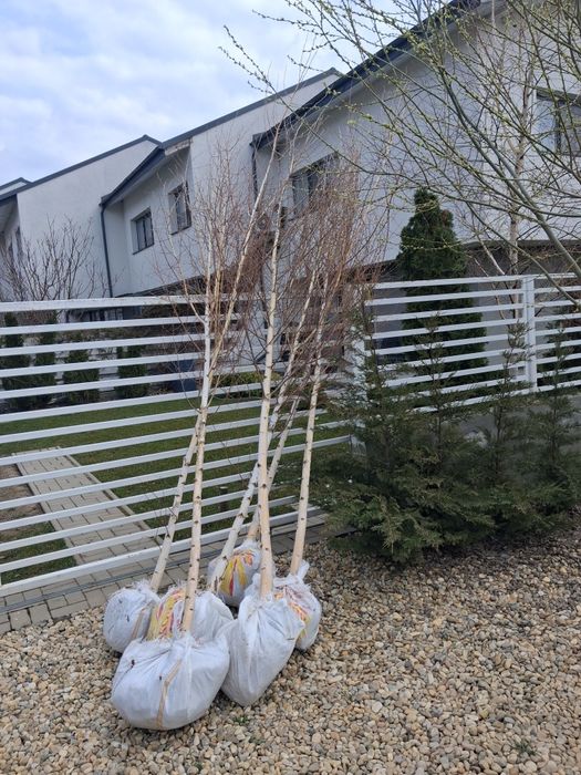 Mesteacăn tei platani catalpa