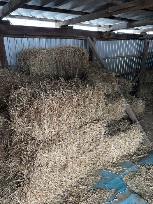 Таза жонышка. Клевер