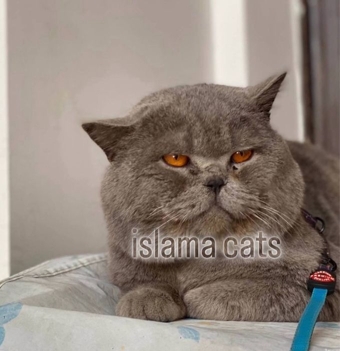 Viyaskaga BRITANISKIY asl qon