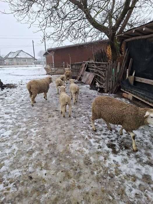 Vând oi il de franse