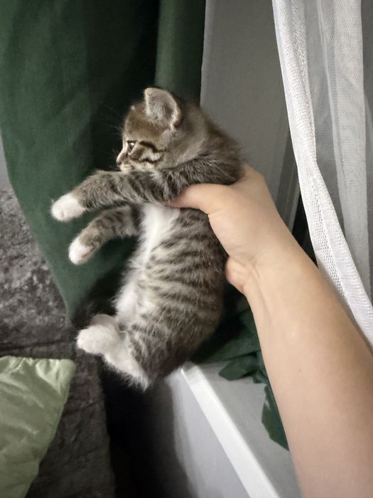Раздаются котята