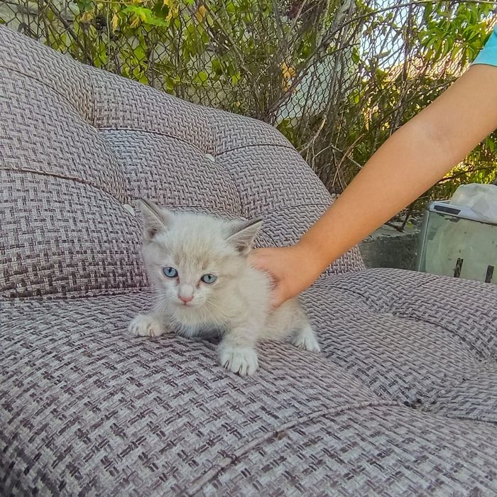 Одам котята бесплатно есть доставка
