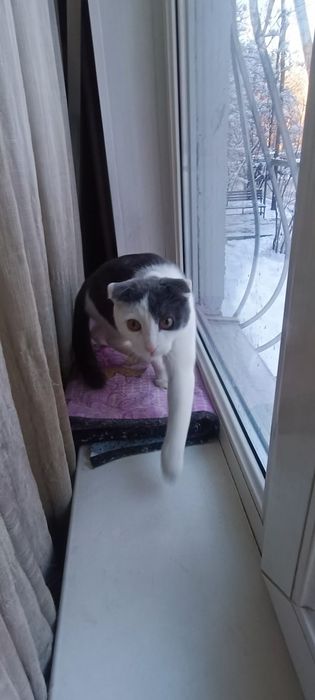 Меня зовут Бублик!