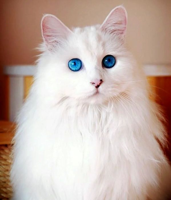 Вязка кот турецкого ангора