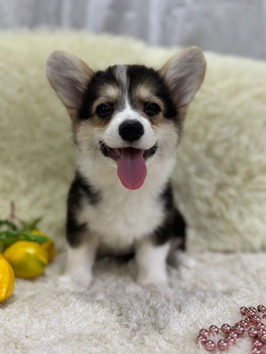 Милые щеночки вельк корги пемброк