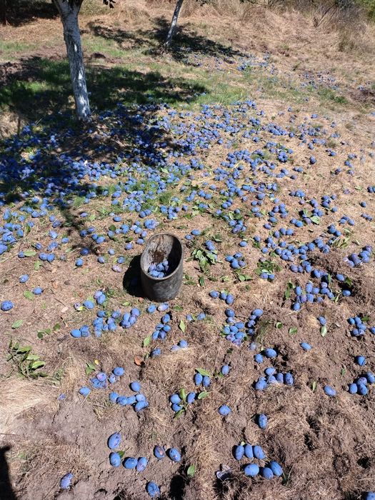 Prune anaspath pentru tuica